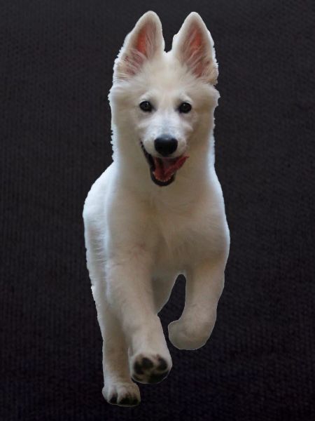 Chiot