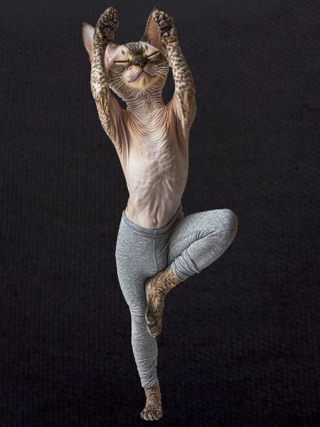 Devon Rex