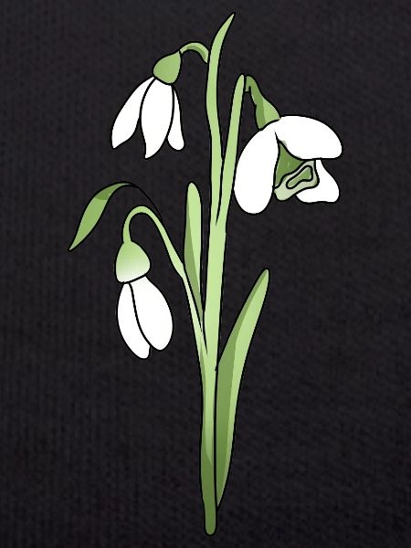 snowdrop