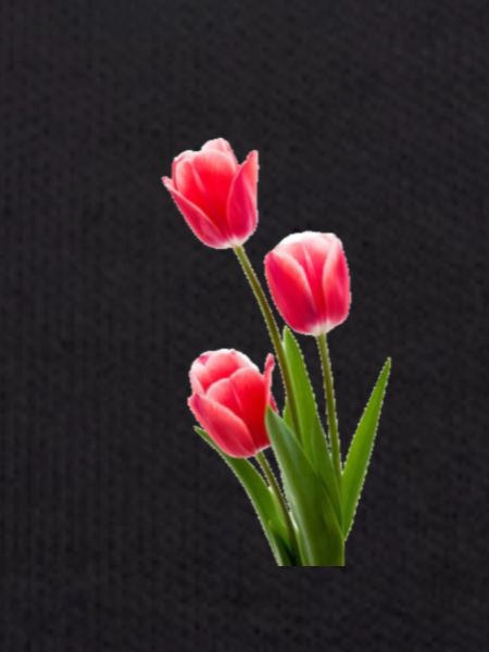 Tulip / tulip
