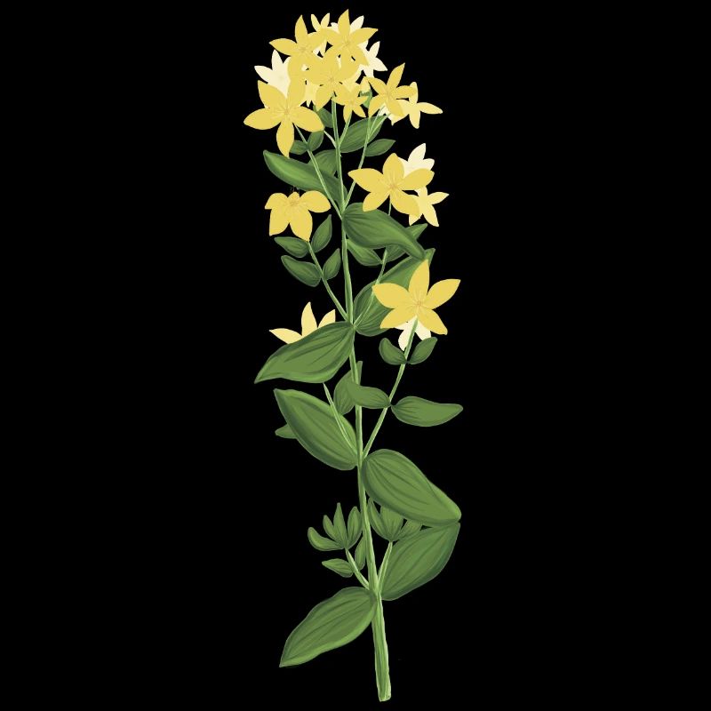 Millepertuis jaune