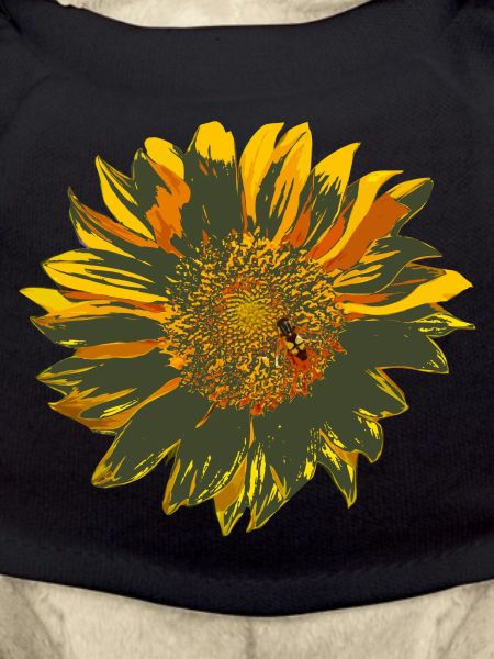 sonnenblume