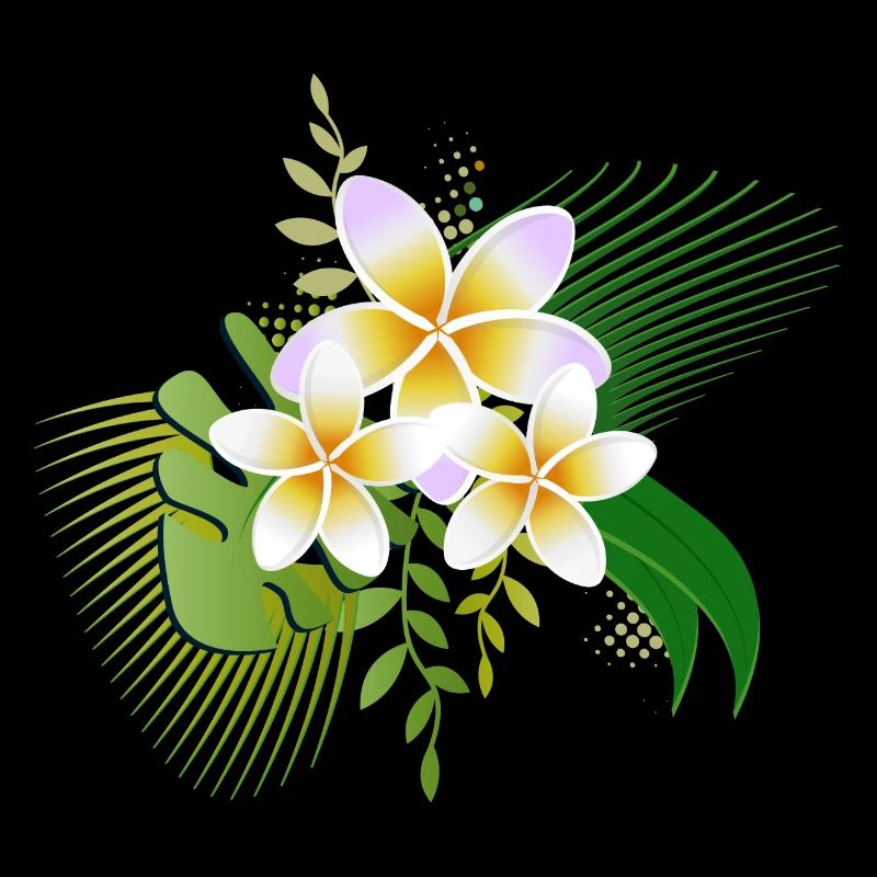 Blüten des Frangipani ein tropisches Schmuckstück