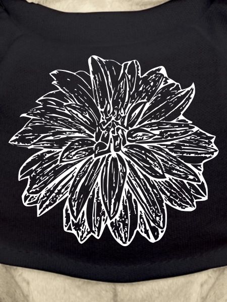 Fleur, Blanc, Fleur Blanche