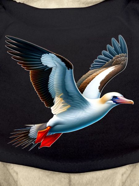 Nazca booby gift