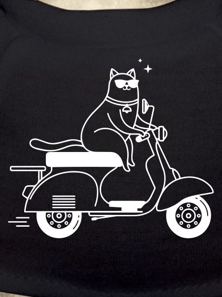 Chat cool sur un scooter