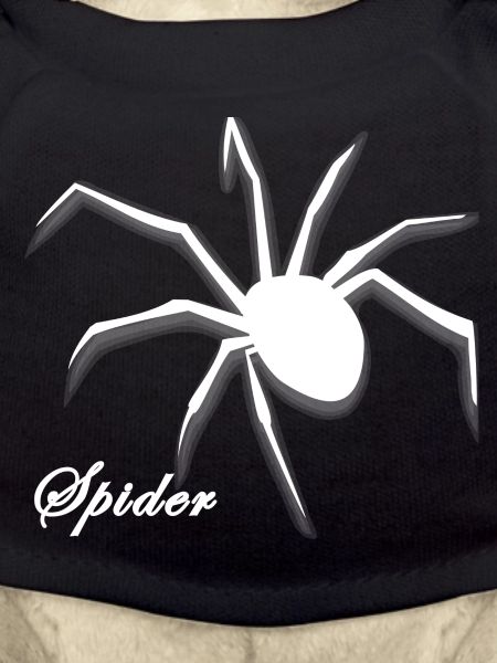 Araignée Spider
