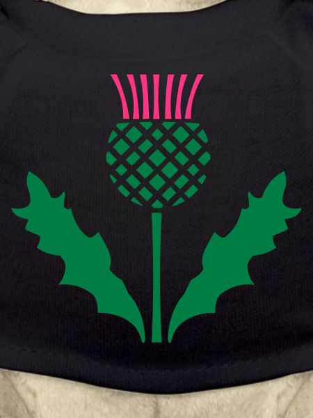 Scottish Thistle