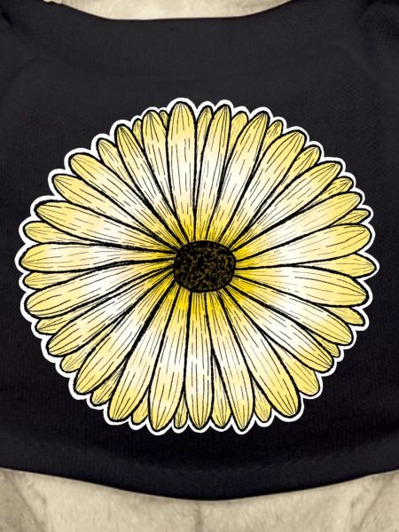 Yellow daisy