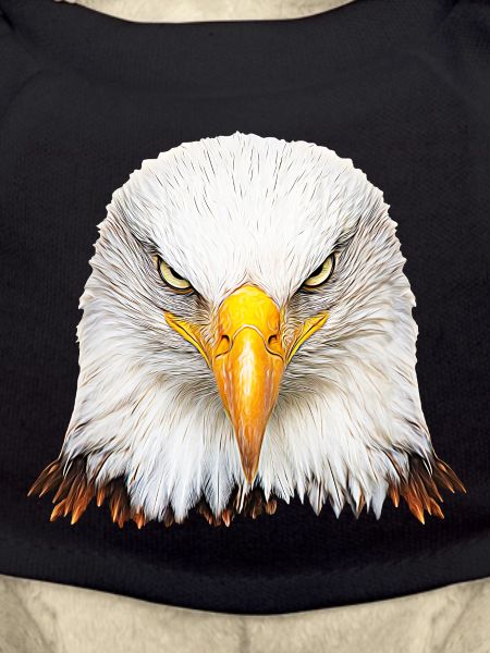 Bald eagle