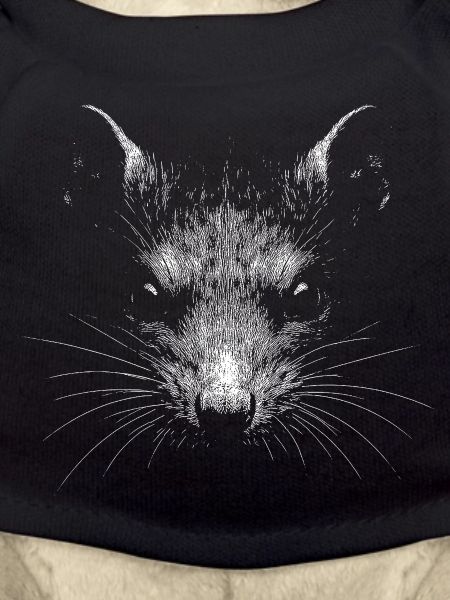 Rat