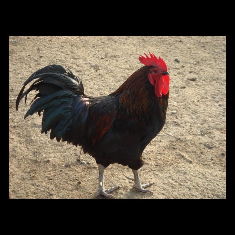 Hahn mit schwarzen Federn