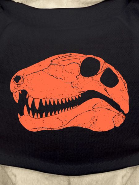 Dimetrodon fossil skull
