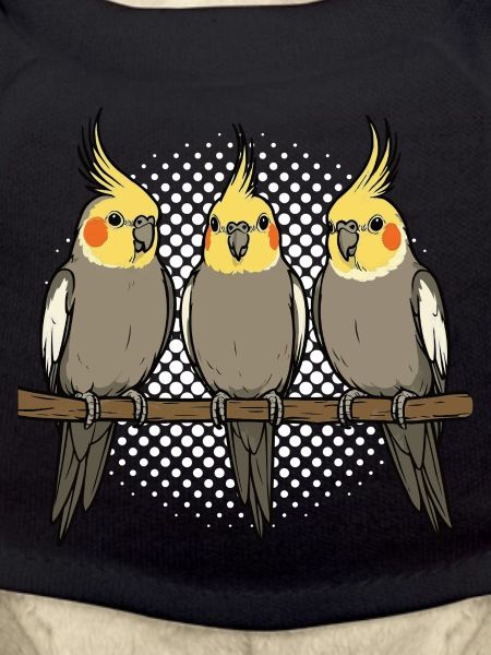Calopsitte Calopsitte Calopsitte Oiseau calopsitte