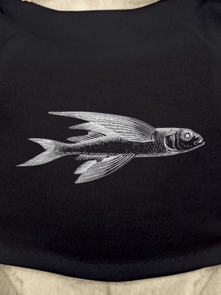 A flying fish