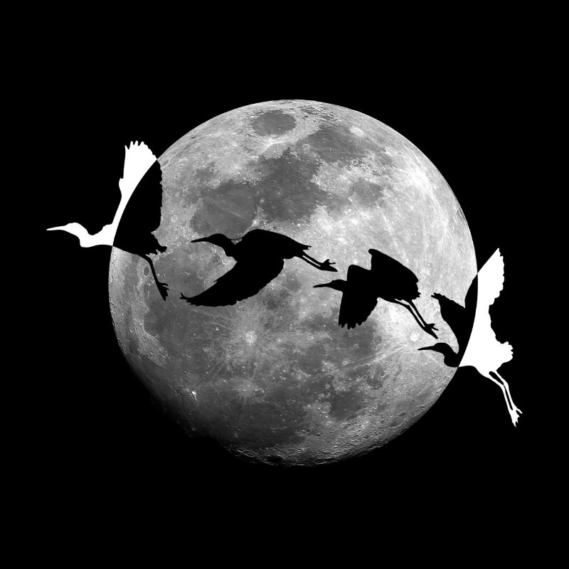 Birds in the Full Moon Moon Bird