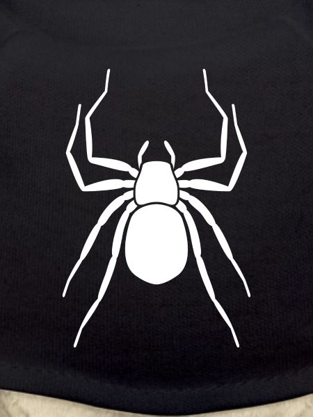 Spinne