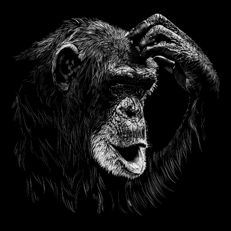 Monkey