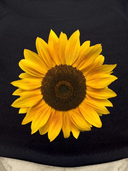 Sunflower (Flower / Bloom / Sun)