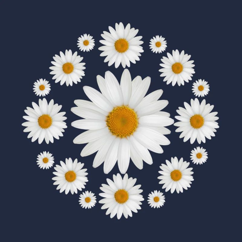 Weißes Gänseblümchen blüht Gänseblümchen-Entwurf