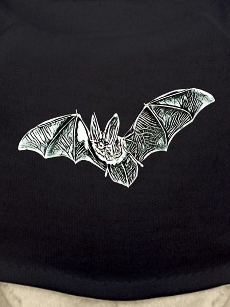 chauve-souris