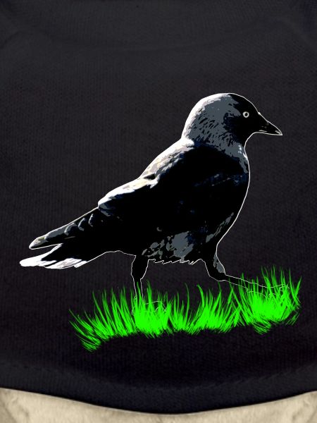 Jackdaw