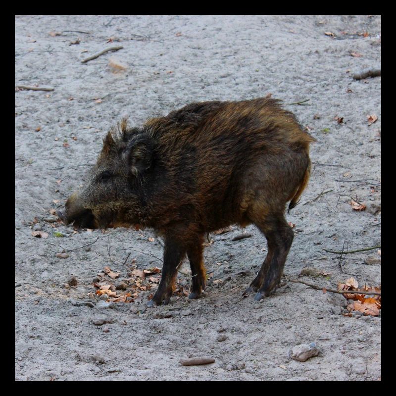 Wild boar hunter ranger hunt forest gift