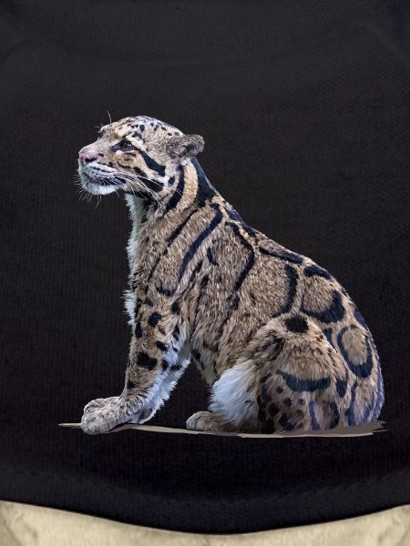 Clouded leopard