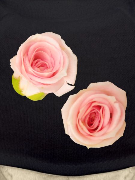 Isolated_Soft_Pink_Rose_Buds_Macro_Photography