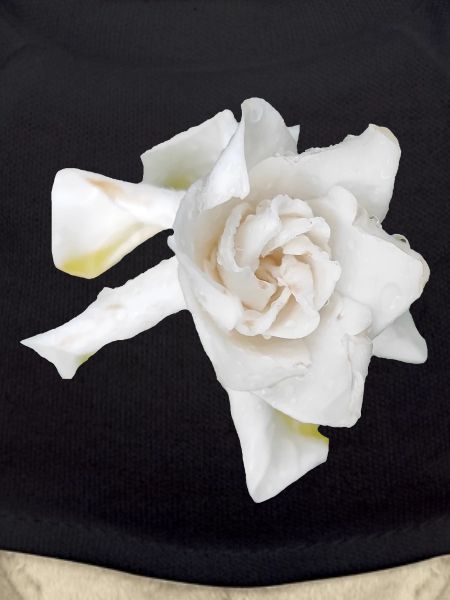 Dewy_White_Gardenia_Macro_Flower_Wall_Art