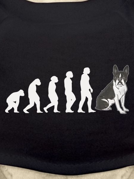 Evolution Boston Terrier