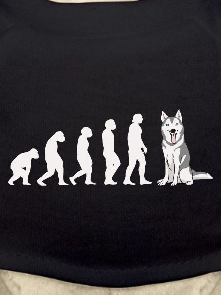Evolution Siberian Husky