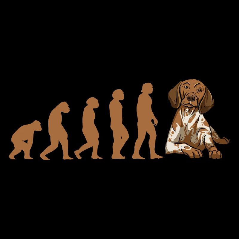 Evolution Pointeur allemand à poil court