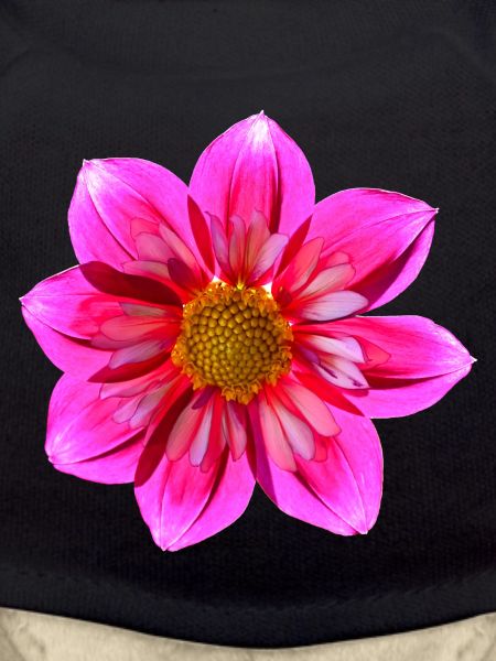 Dahlia Shade