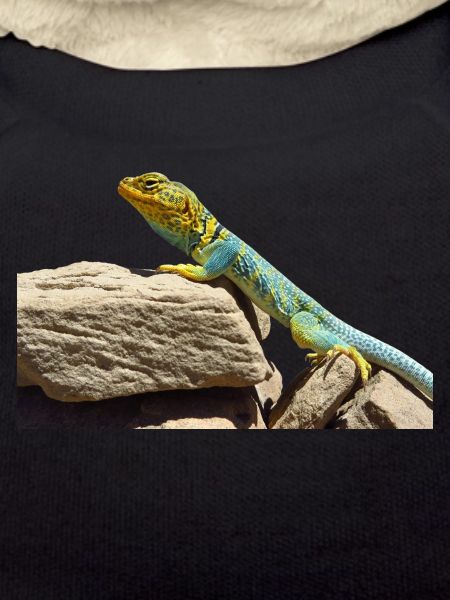gecko lizard real lizard