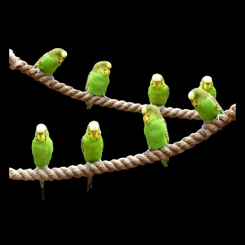wellensttiche budgie birds voegel