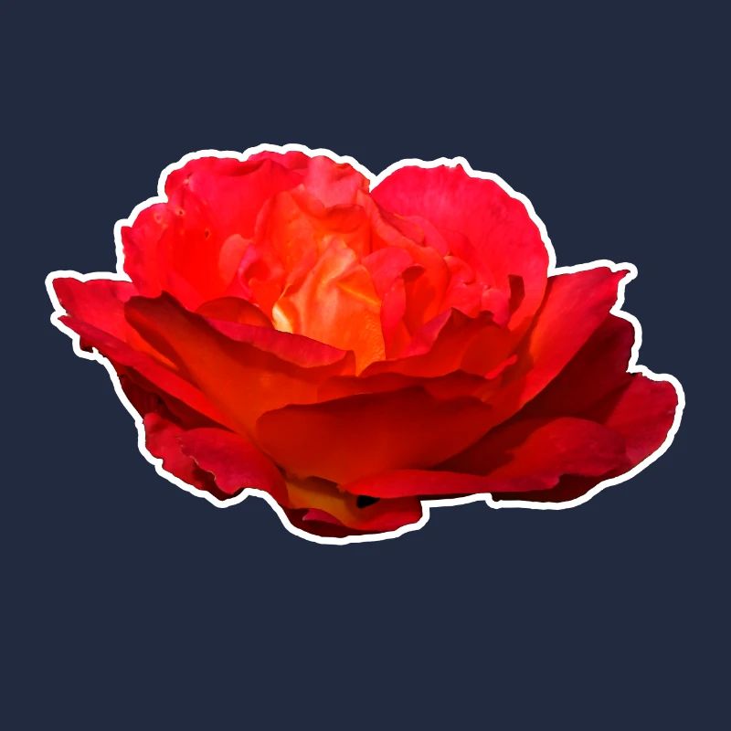 Rote Rose Blume Blüte Geschenk