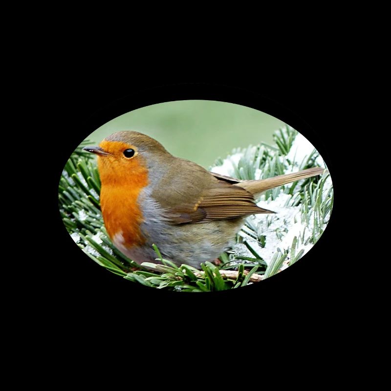 robin