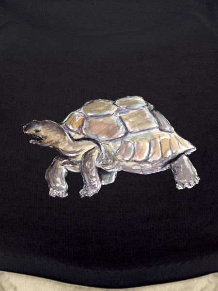 turtle