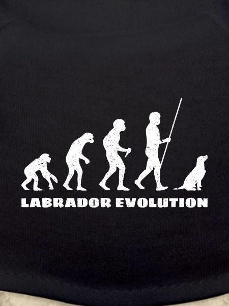 Évolution du Labrador
