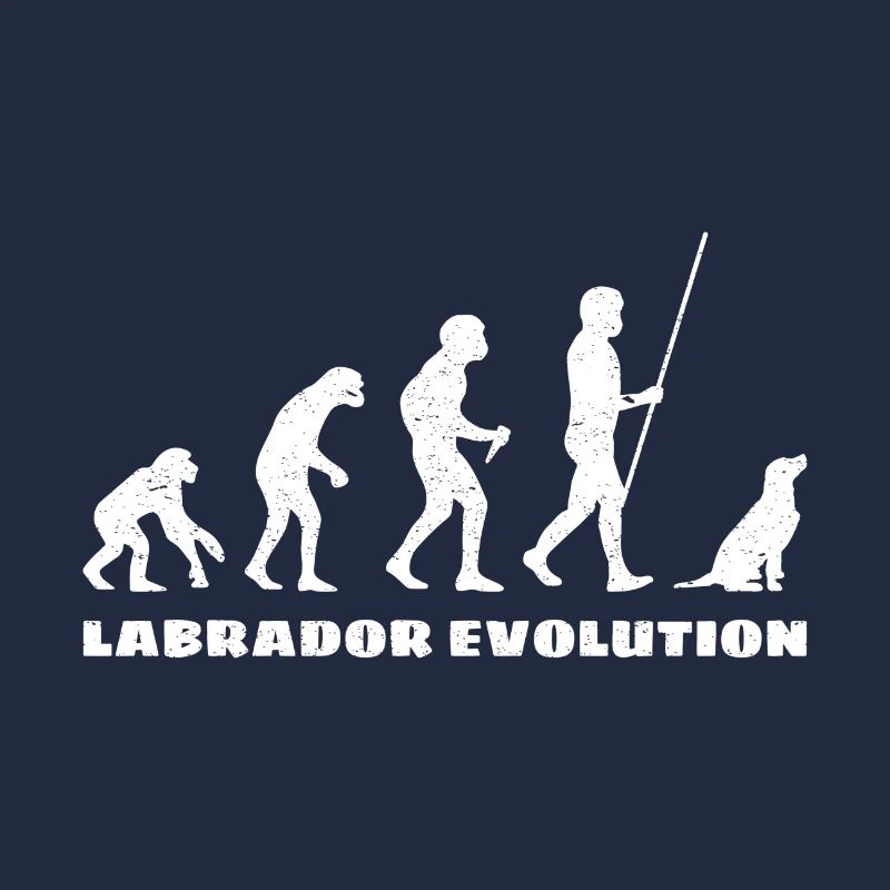 Évolution du Labrador