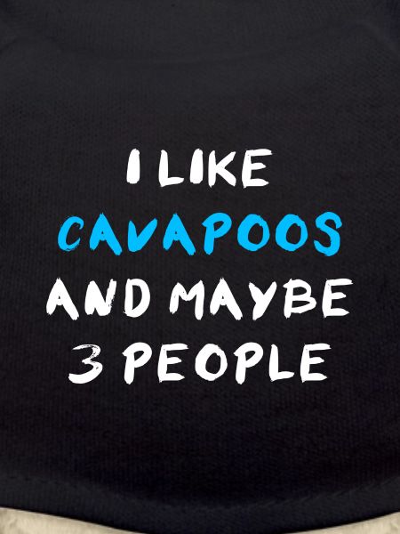Cavapoo Cavoodle