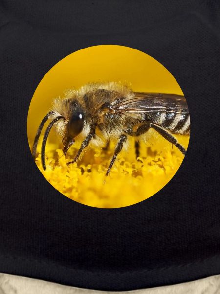 Honey Bee Bees Photography
