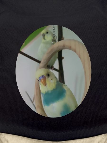 Budgerigars Budgerigar
