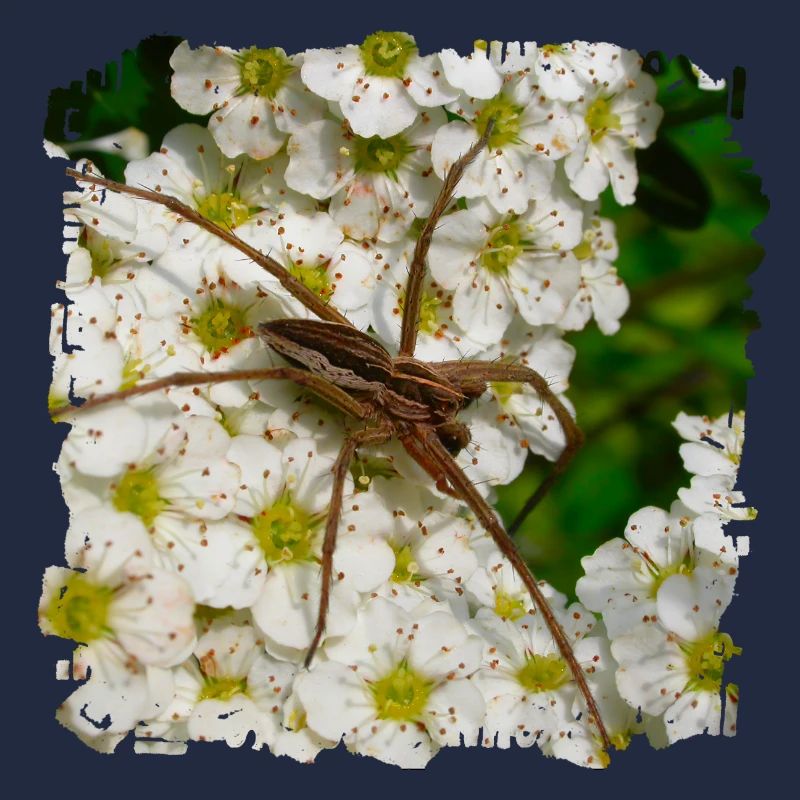 Liste des araignées sont une espèce d’araignées araignées dans les jardins