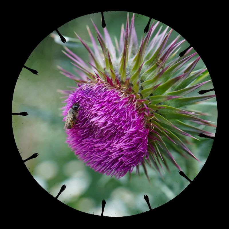 La fleur de chardon est souvent décriée comme une mauvaise herbe
