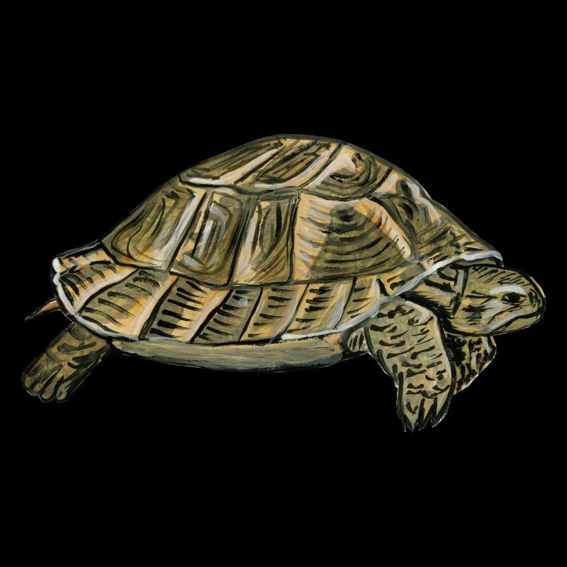 Schildkröte - Schildkröte