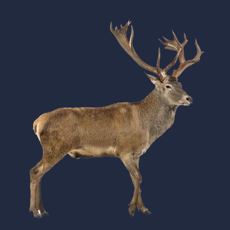 red deer