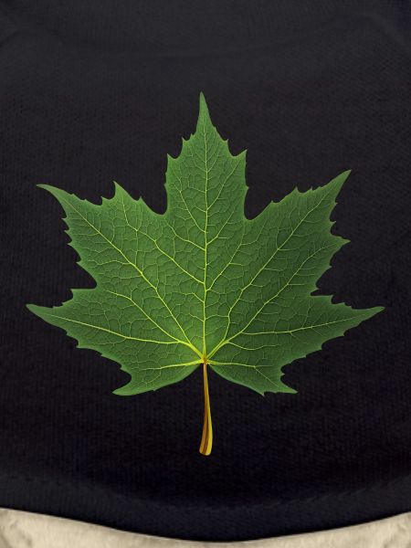 FEUILLE D'ÉRABLE
