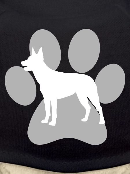 Australian Kelpie